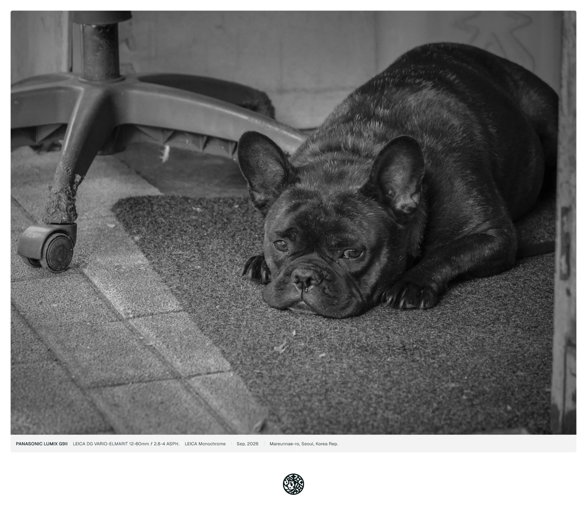 흑백사진, 가게 앞 의자 아래에 검은색 개가 누워서 쉬고 있는 모습.
